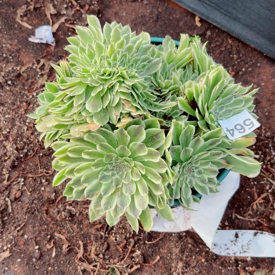 你564 号法师多肉植物特价活动