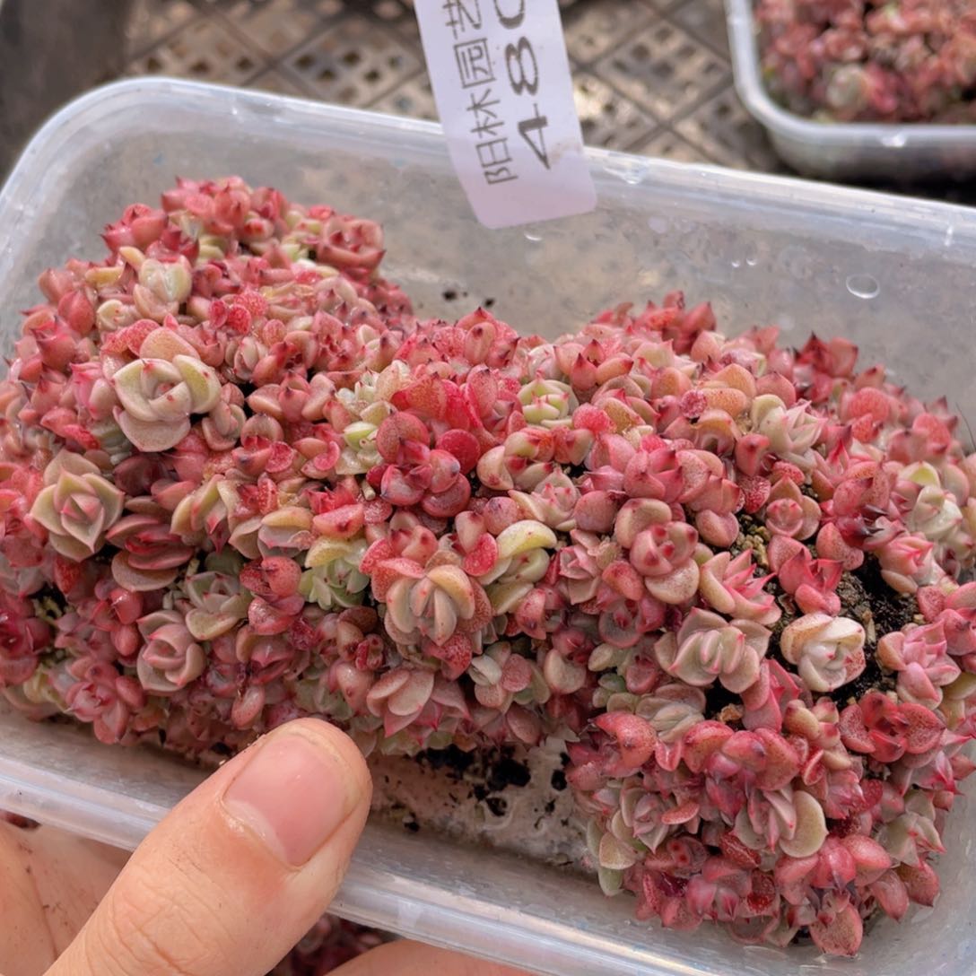多肉植物多肉植物480