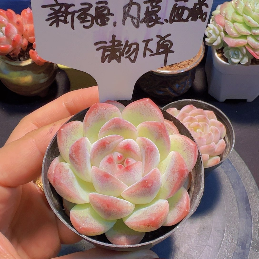 新品，带盆发货……