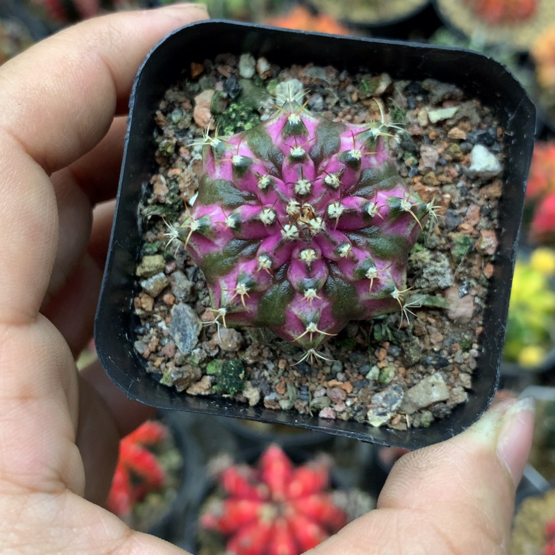 仙人球米哈粉海神38