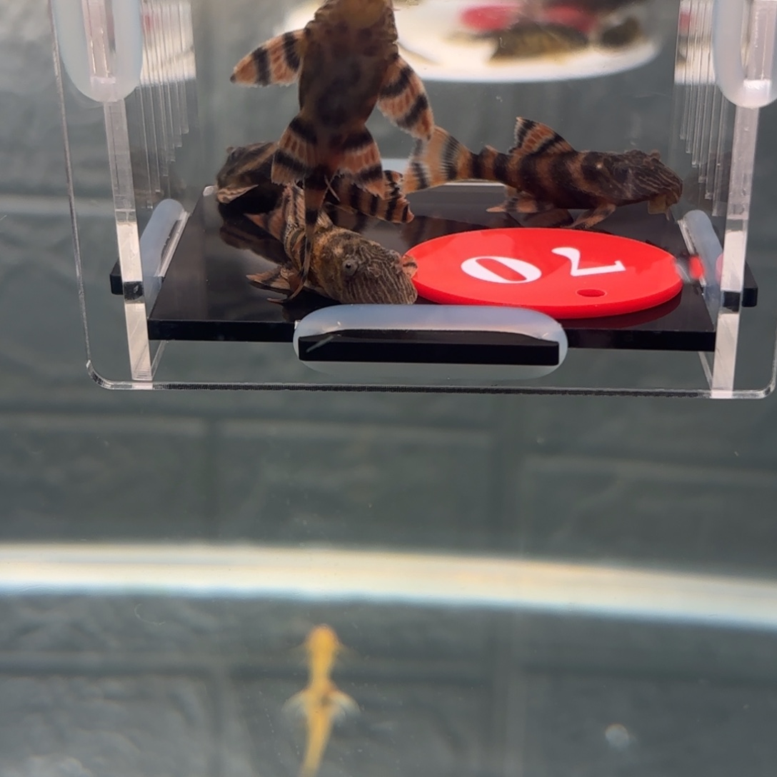 改***过清道夫鱼红老虎4➕厘米4条，中通