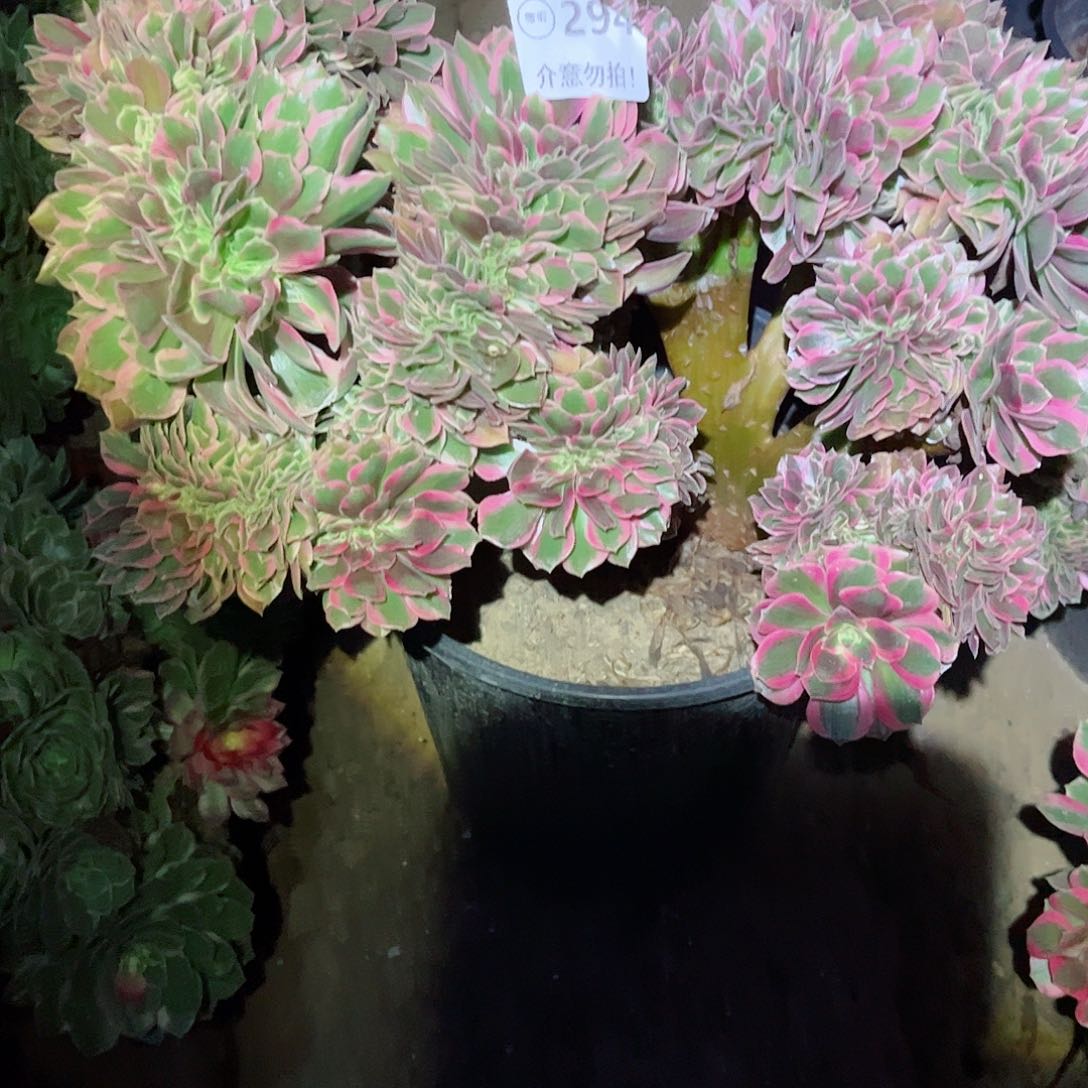 无花朵多肉植物缀294