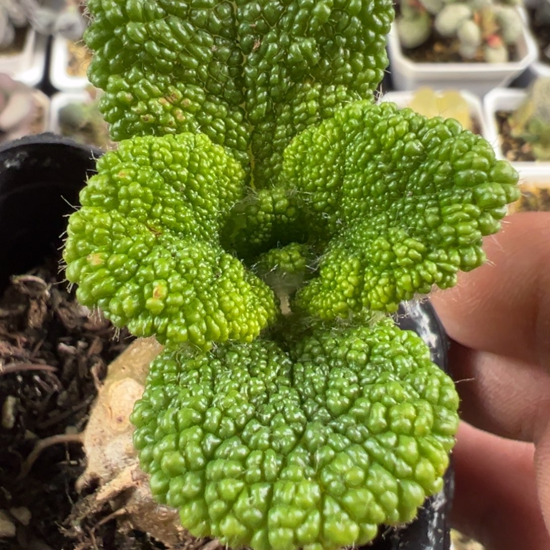 土豆雷断崖王子泡泡叶