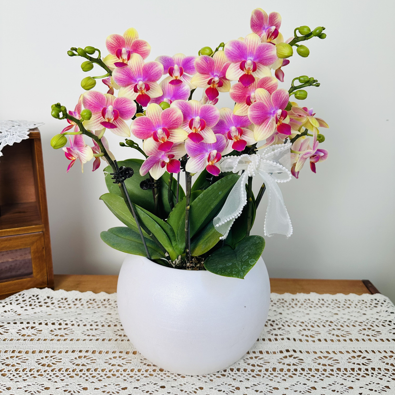 简馨优选【夏日】蝴蝶兰组盆客厅摆设种植基地发货