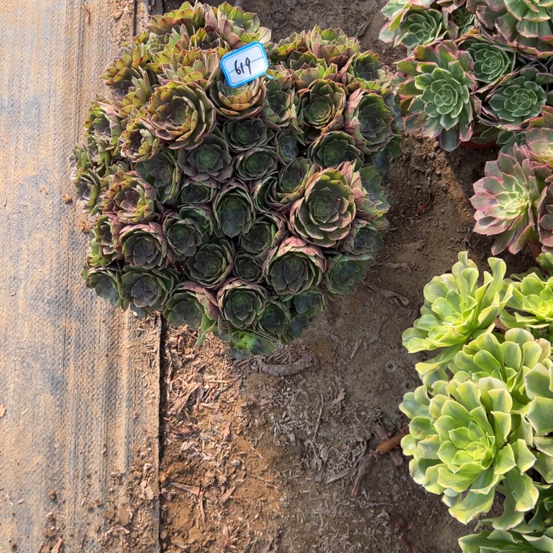 金***沙619沙拉碗多肉植物法师多肉