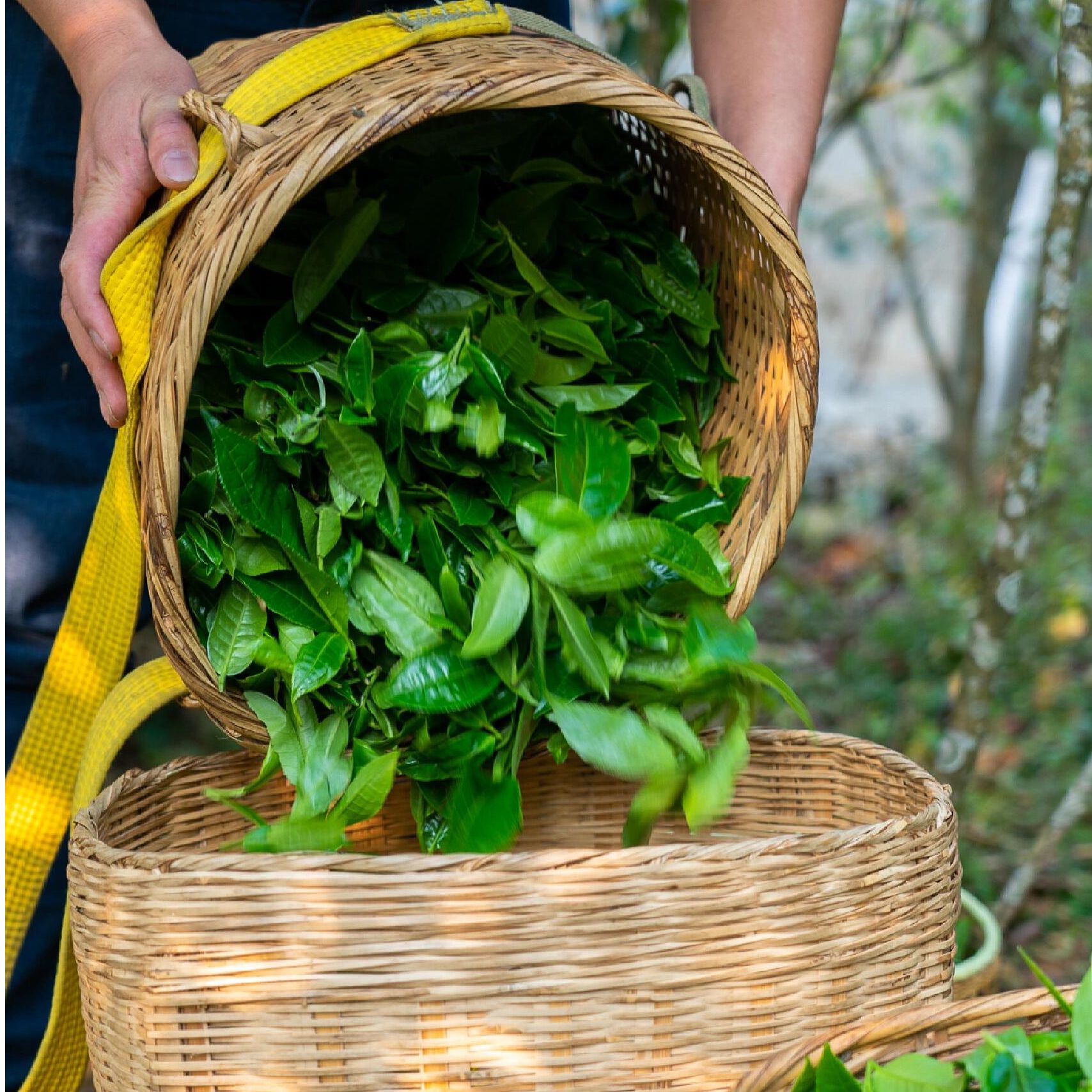 2025春茶西双版纳高山普洱茶生茶毛茶