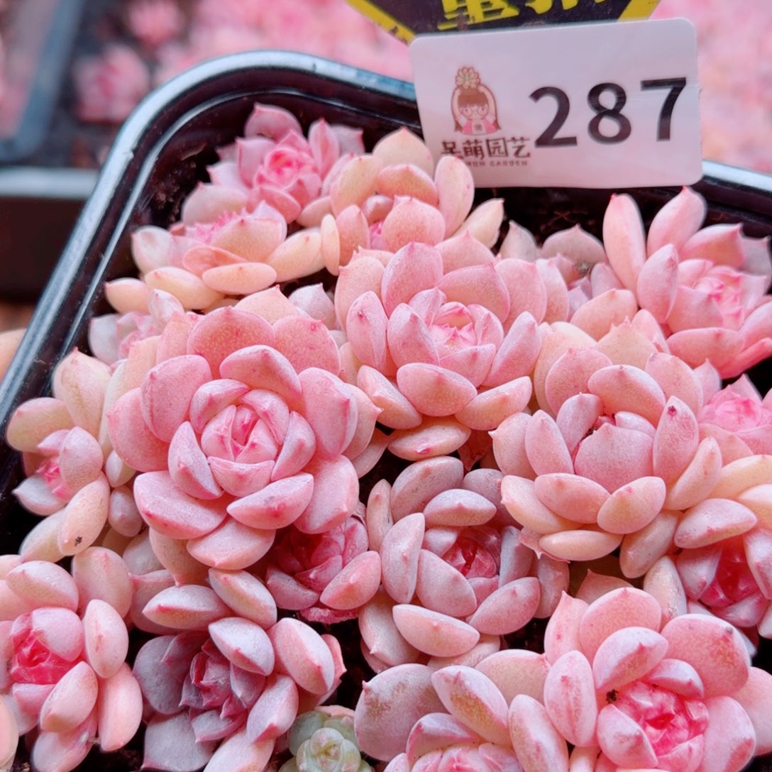 多肉植物多肉植物