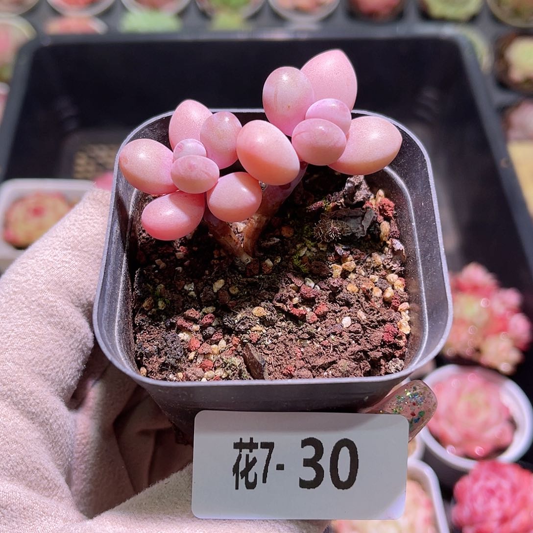 花利美7-30桃蛋双头