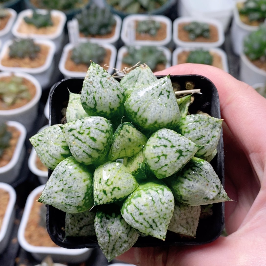 潘多拉魔盒玉露多肉植物