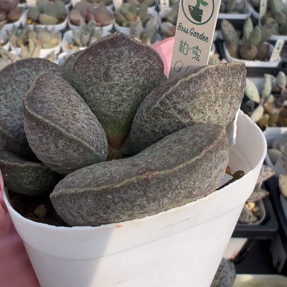 简***点641好看的蛋形带黑边老桩