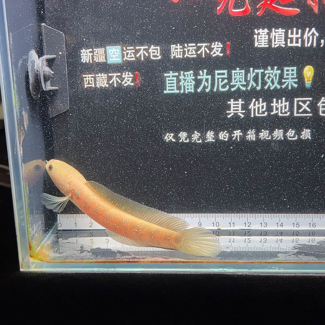 蓝口孵鱼七星雷龙七星雷龙