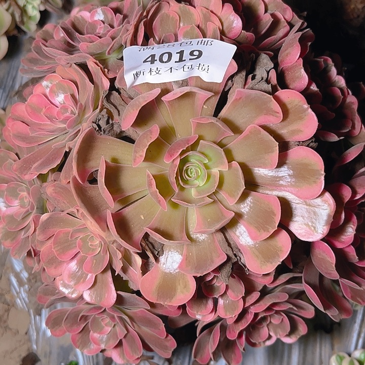 4019爱神多肉植物