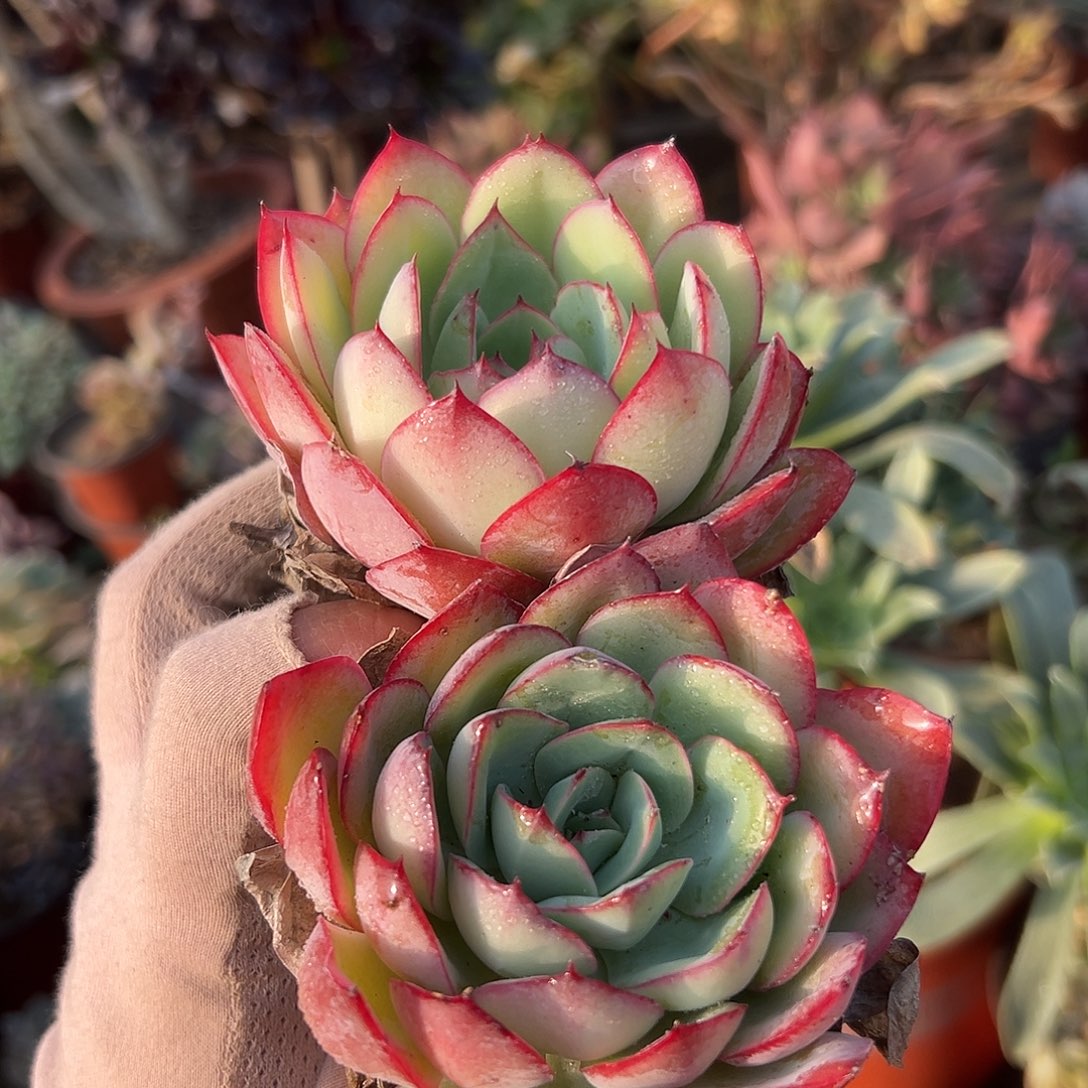 多肉植物牡丹亭两颗