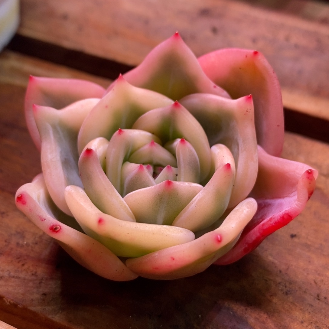 伊丽莎白锦 多肉植物