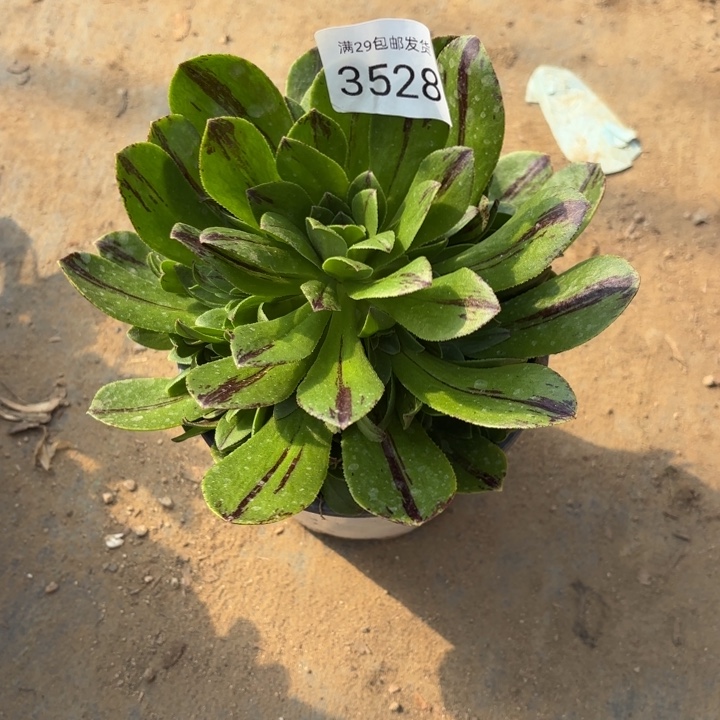 碧火多肉法师3528