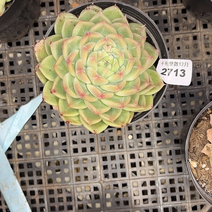 阿雅园艺。       2713钻石珍妮