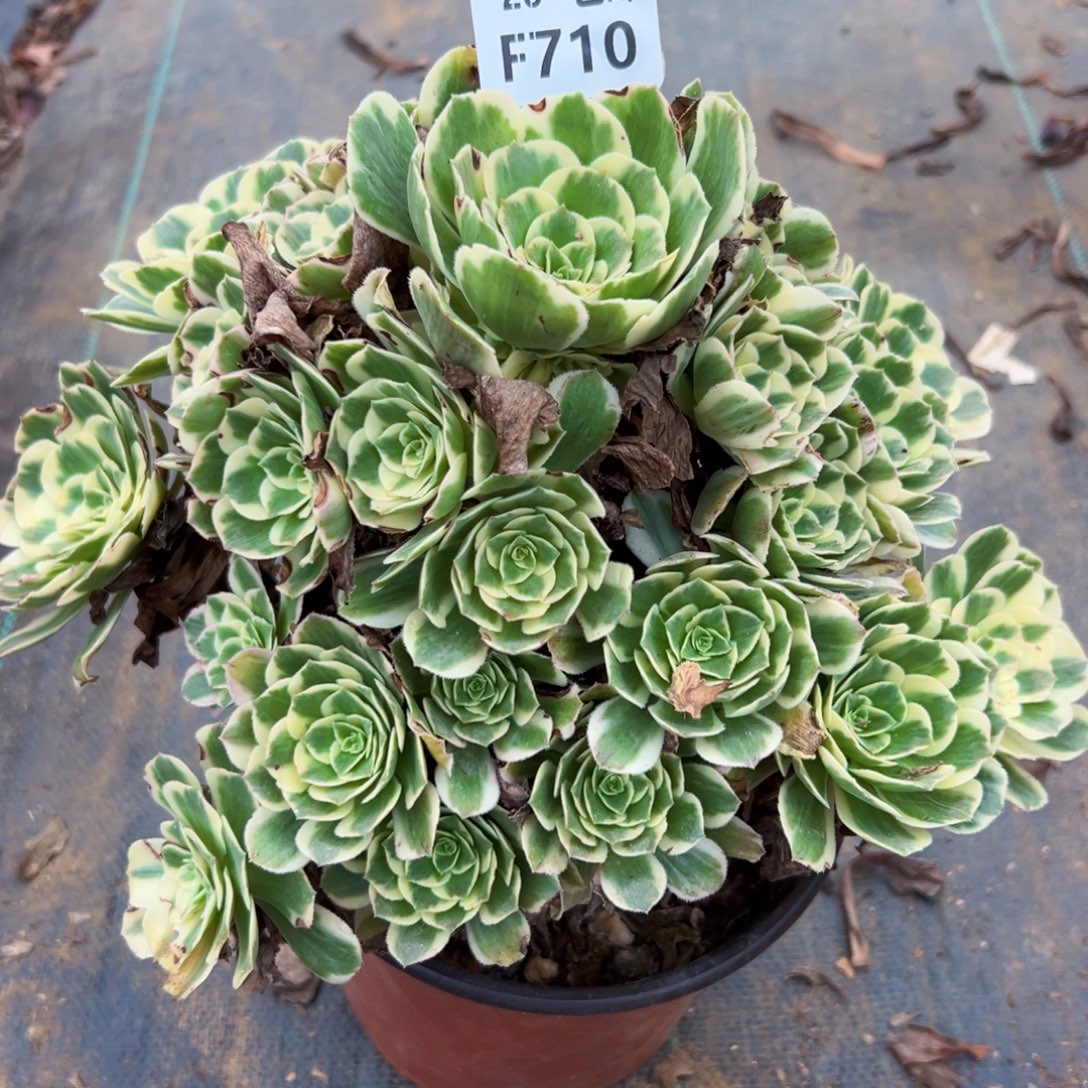 710迈巴赫，多肉法师