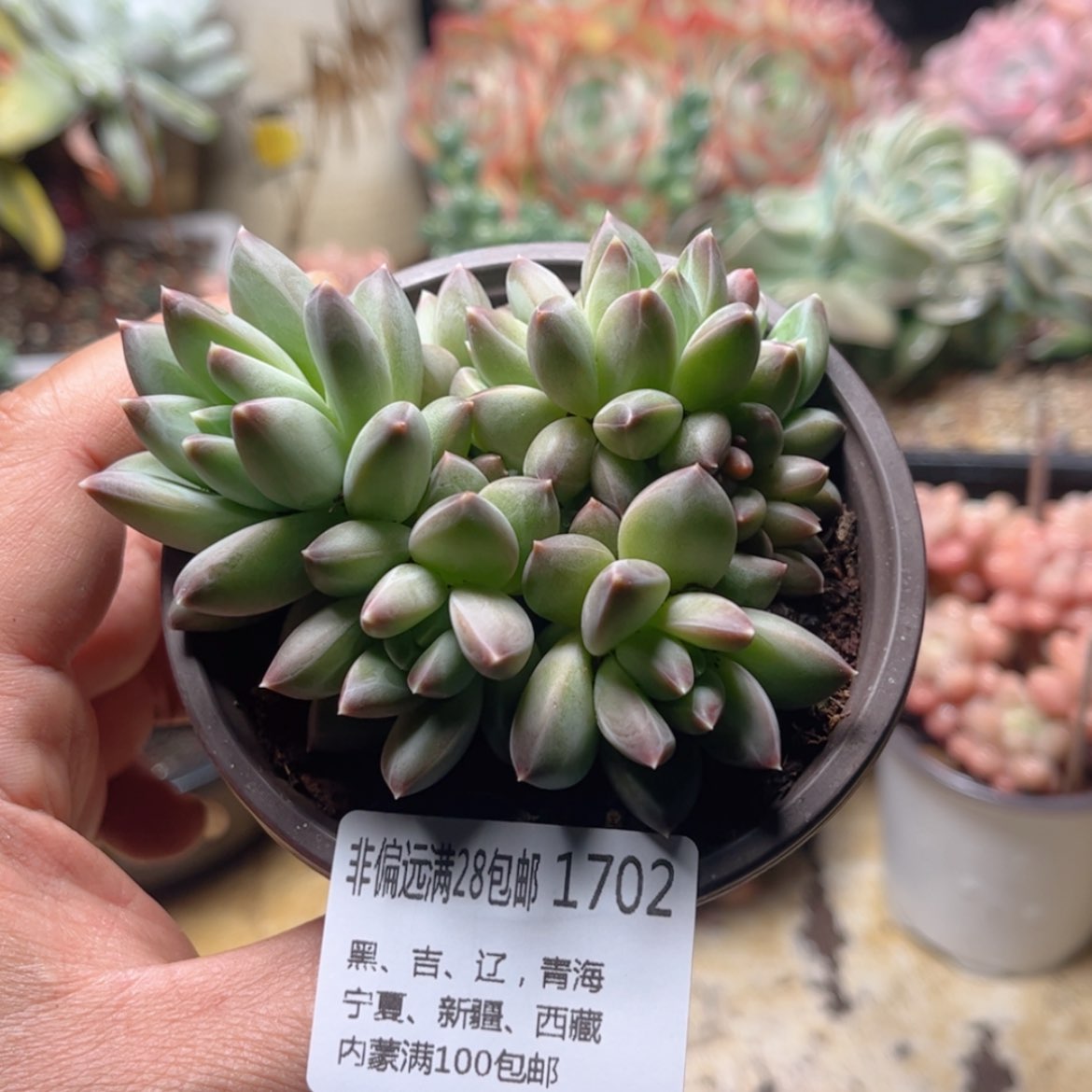 【闪购商品】1702青花瓷