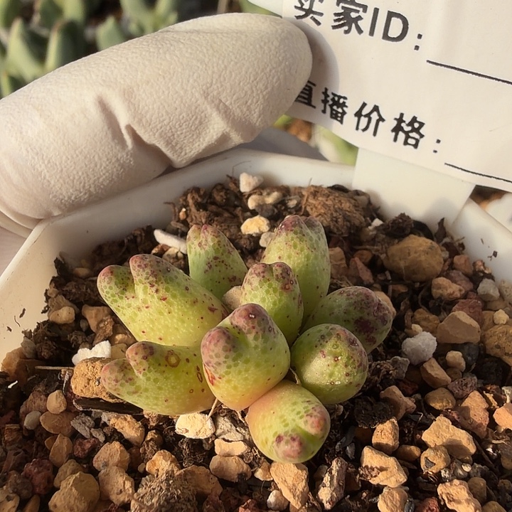 068。多肉植物的生长发育