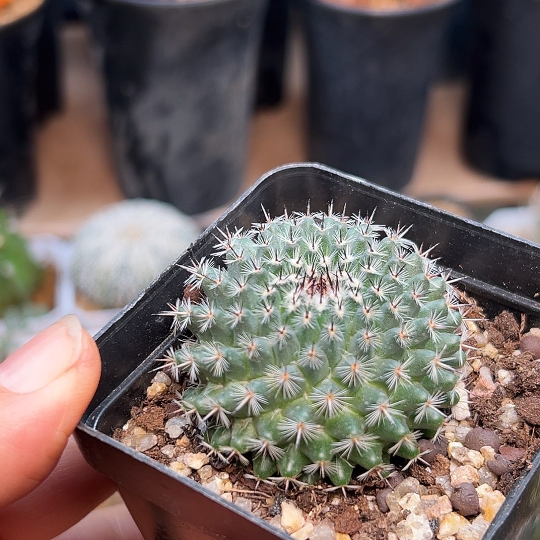 乳突实生球一颗     