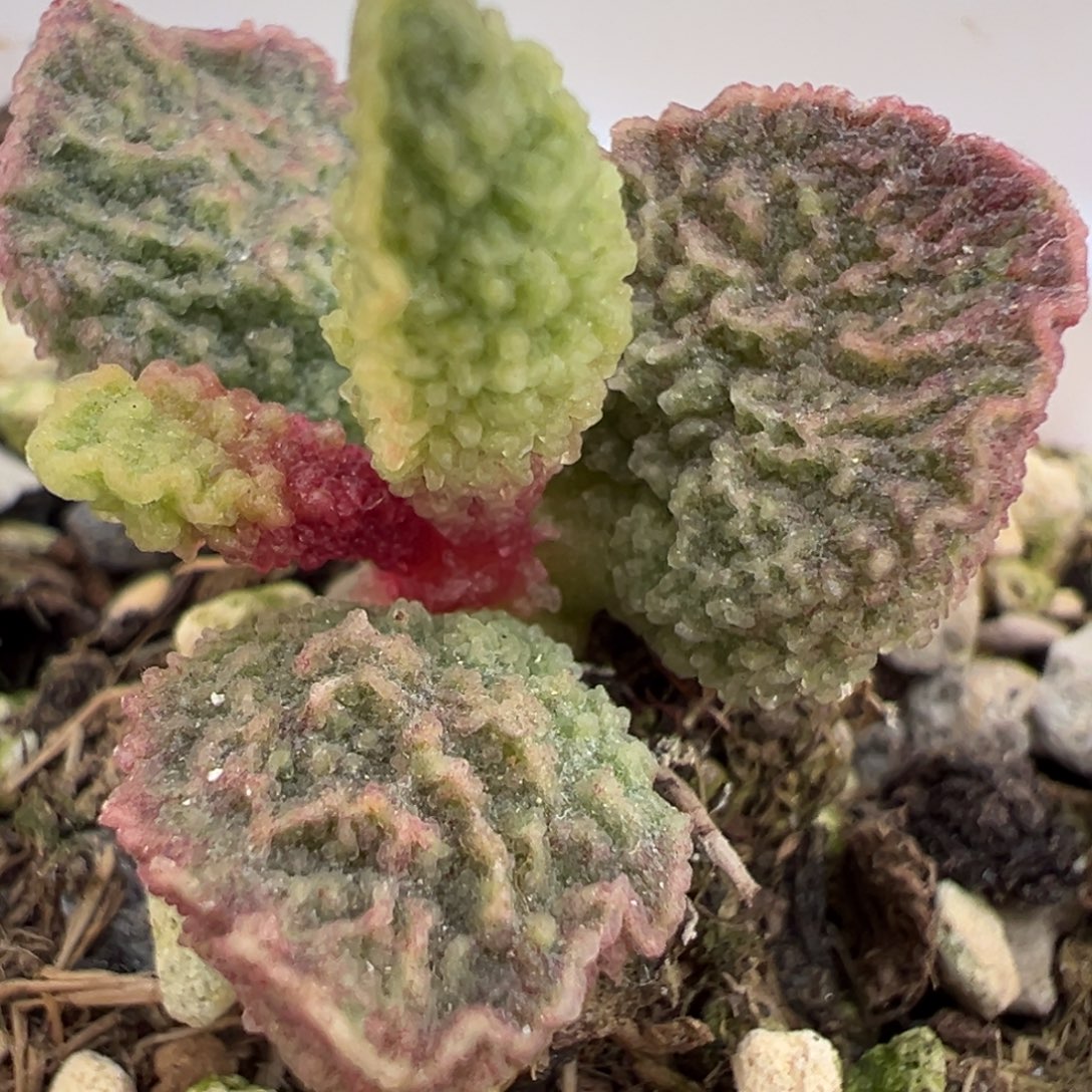 实生新品多肉植物水泡多肉植物