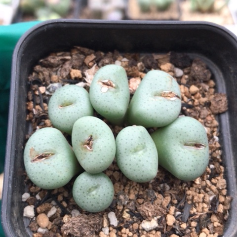 多肉肉锥 金台玉