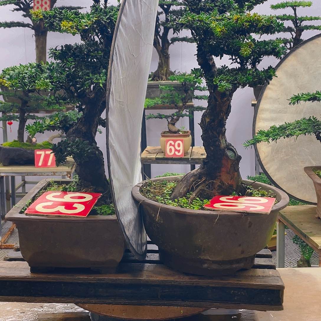 无花朵诚*罗汉松红芽