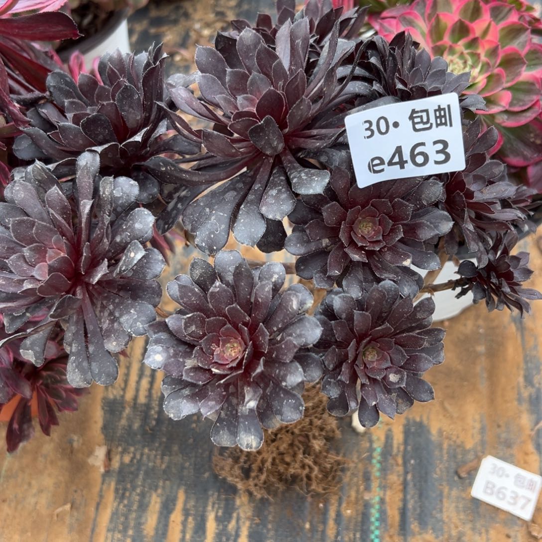 463 23处理黑铜多肉法师