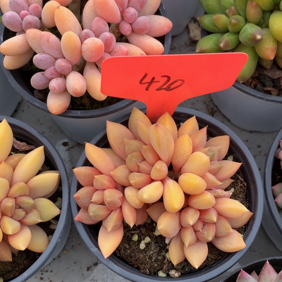 红象牙72672727722772