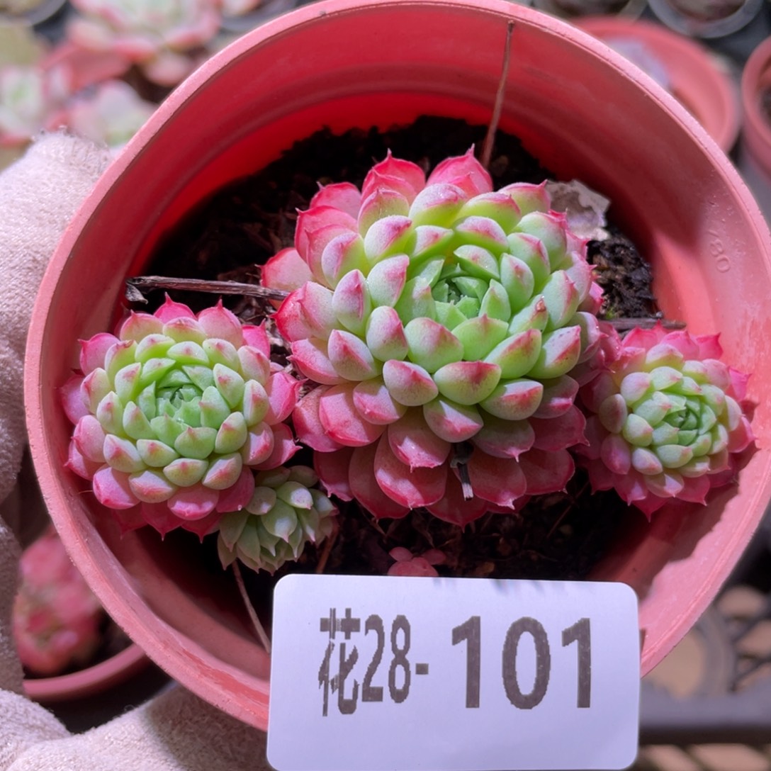 花利美28-101小红丁