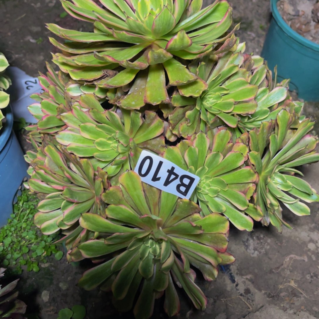 粉黛变异26///////39包邮