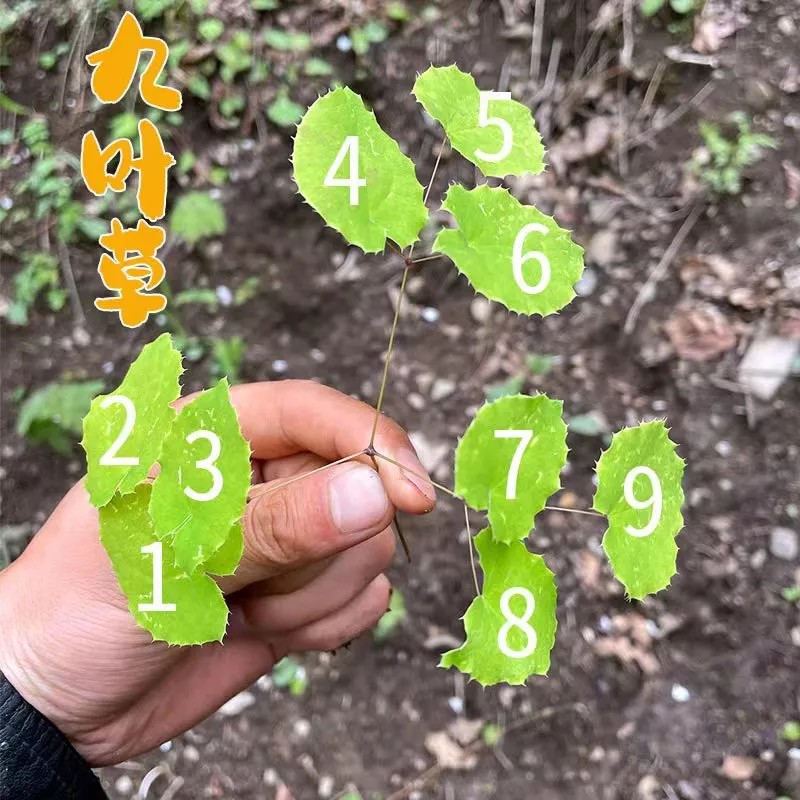 甘肃岷县小圆叶九叶草野外自然生长自然晾晒产地直发