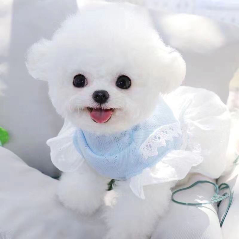 比熊犬韩系宠物狗小型纯种幼犬可爱小体棉花便宜萨摩耶幼犬出售