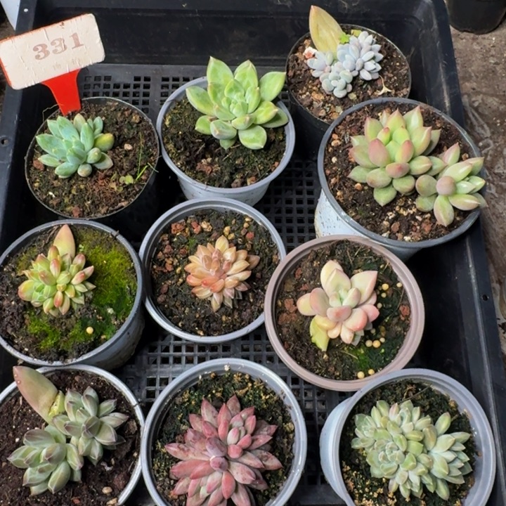 331多肉植物一物一拍