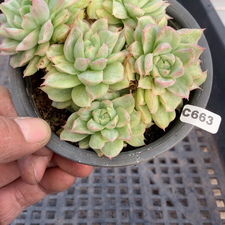 c663一物一拍多肉植物