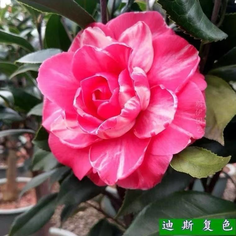 花迪斯茶花盆栽绿植花卉室内客厅懒人好养四季常青植物