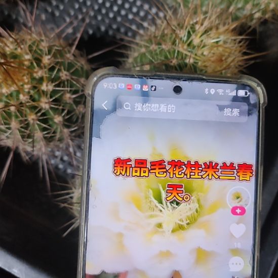 毛花柱米兰无根侧芽