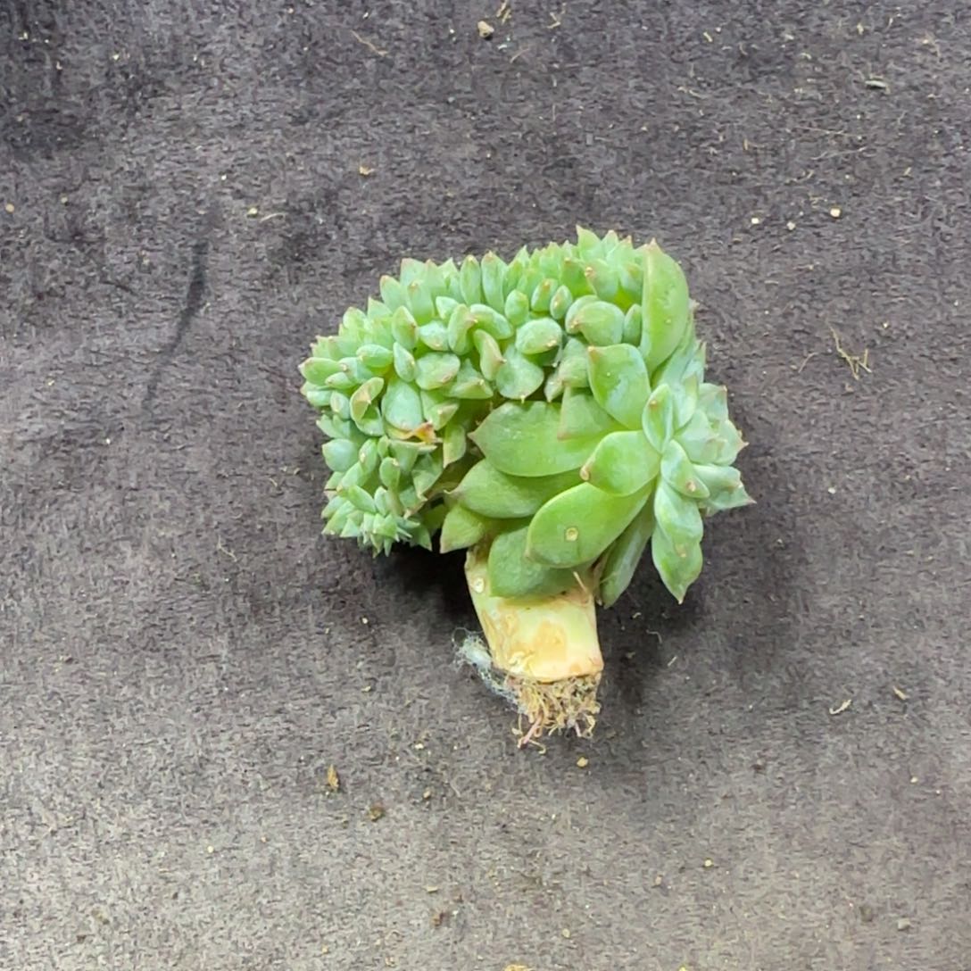 冰魄缀化一物一拍微瑕疵