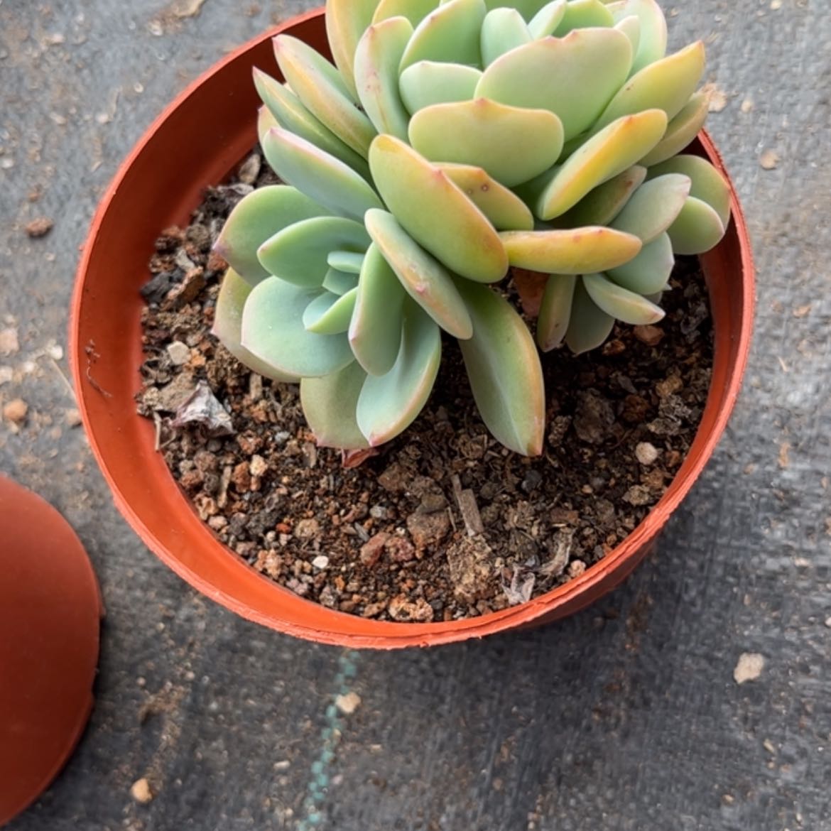 【闪购商品】无花朵?****