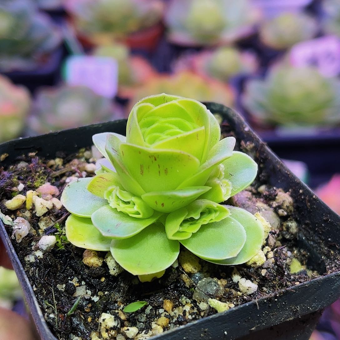 夏洛澜 满30元非偏远包邮 多肉