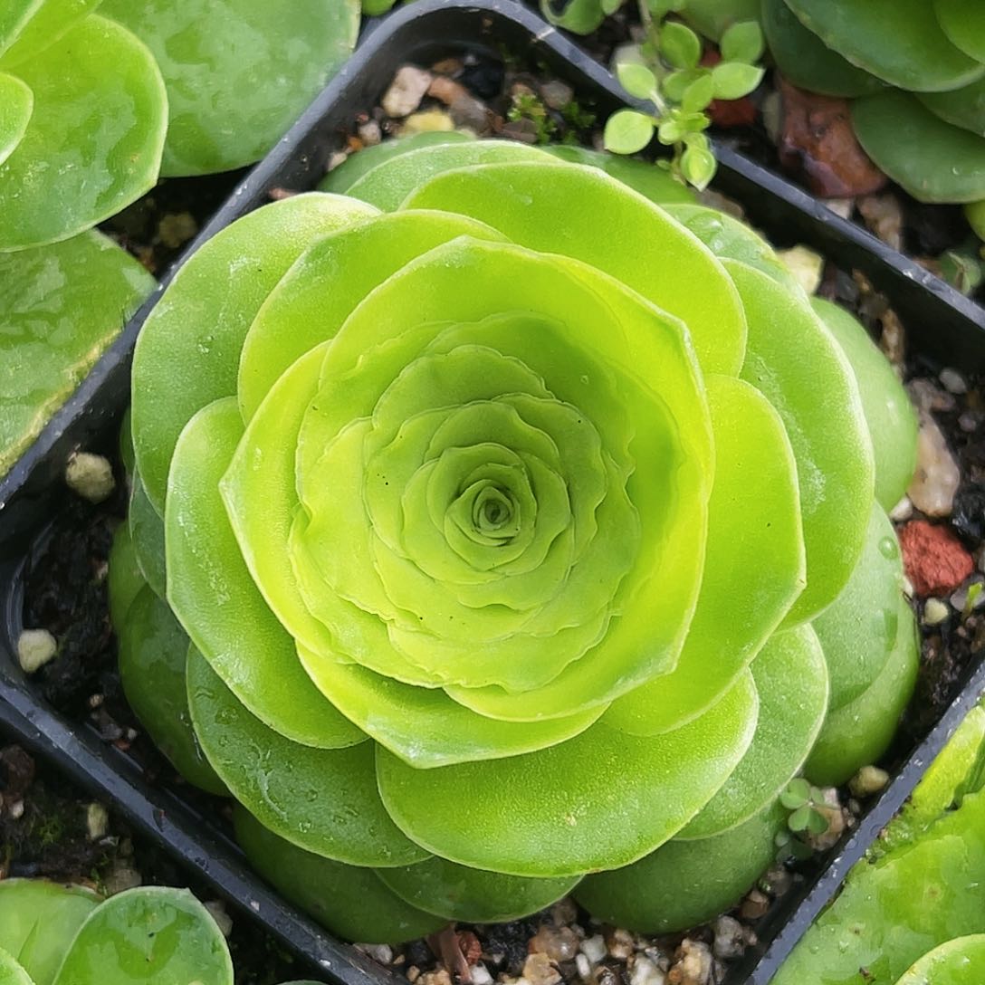 蕾丝仙墨 非偏远包邮 多肉