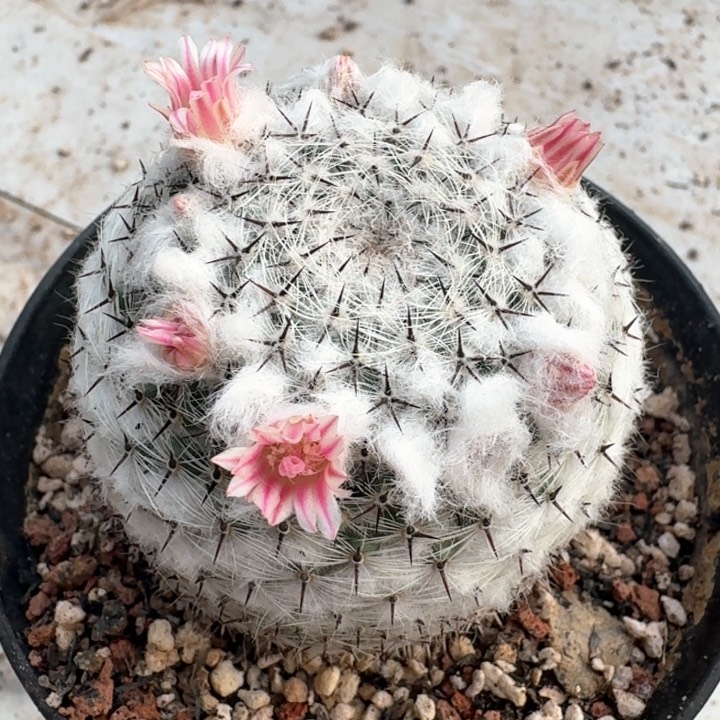 自跟连山岩新年福利