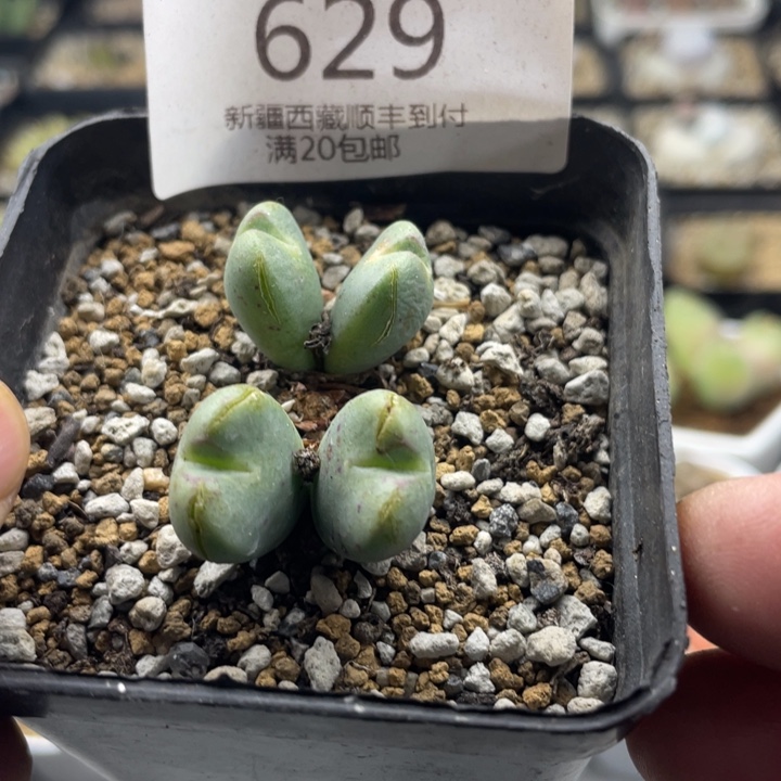 佳人园艺上福利啦将629