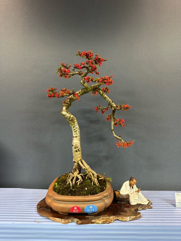 耐寒耐热观果植物红花荀子盆景素材