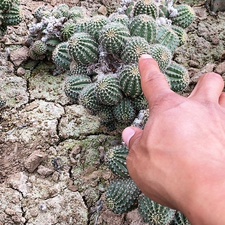 美*姐丽 Kp--2/脱土脱盆20包邮/