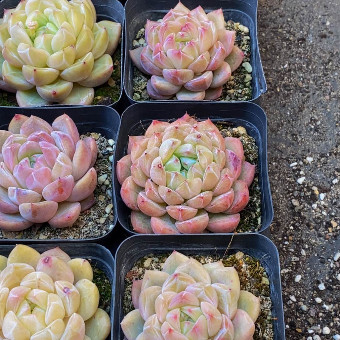 375的人和我一起