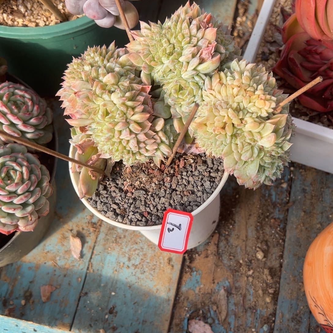 随***）精品多肉植物老桩