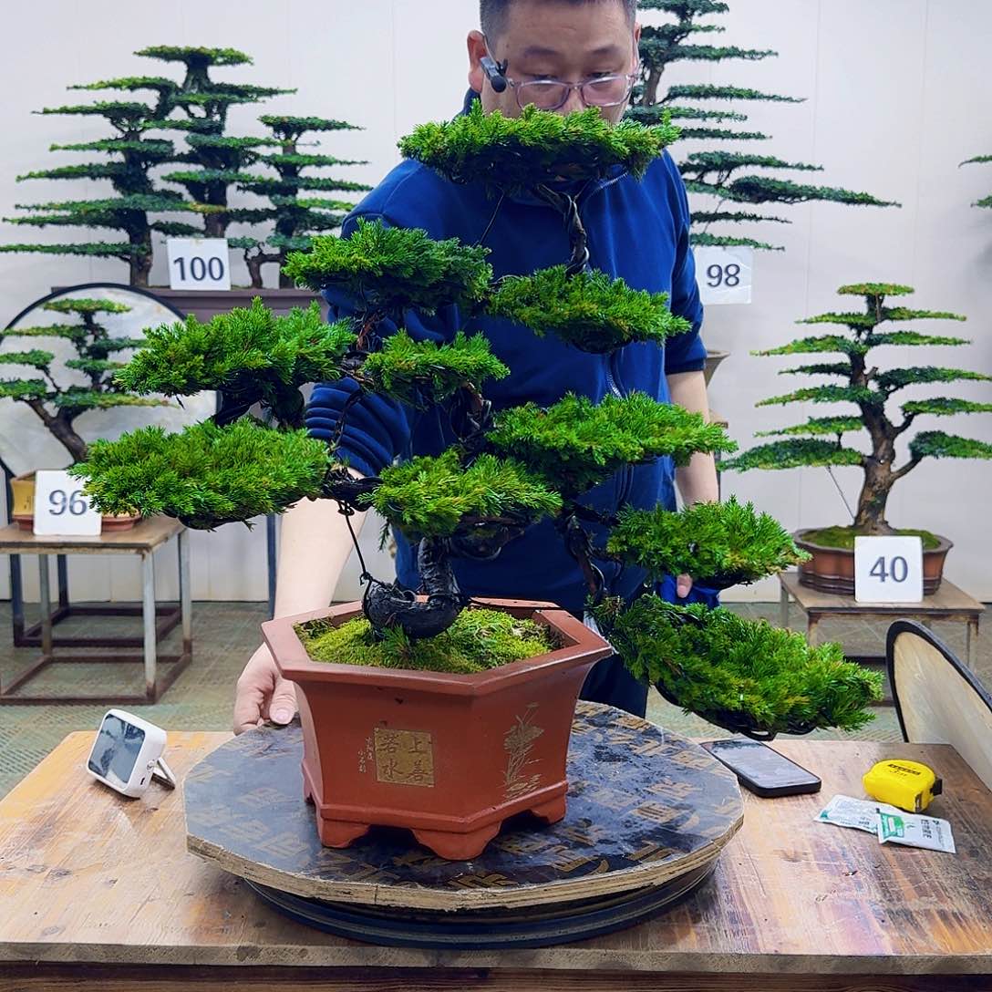 无花朵柏树造型盆景