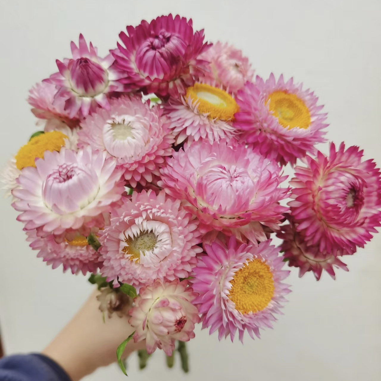 【粉色】麦秆菊盆栽多年生易爆花新手易养护喜阳植物