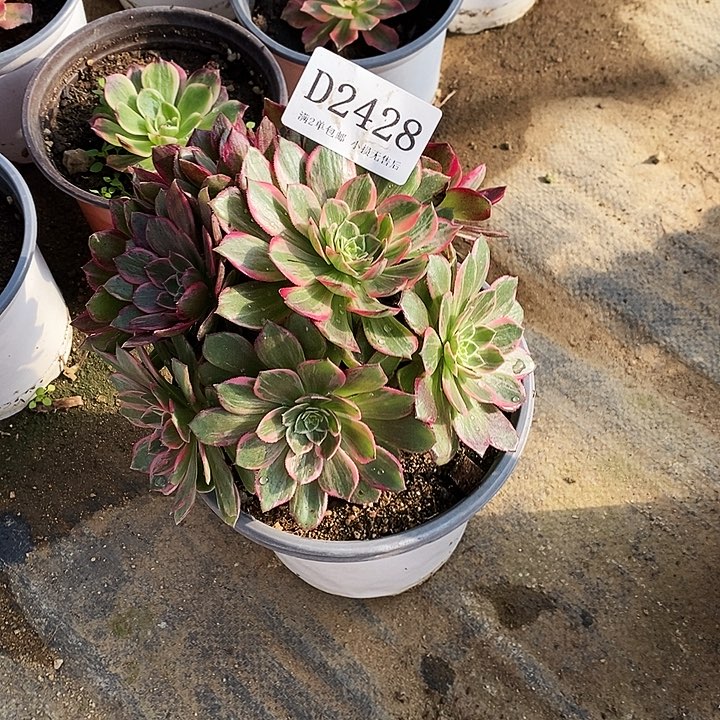 *****2428万花筒多肉法师锦